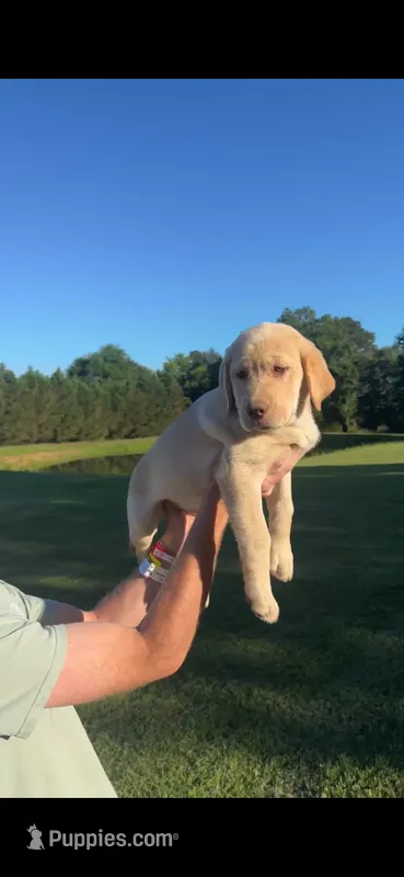 Willow – Labrador Retriever puppy for sale in Boaz, AL