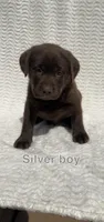 Outlaw, a male Labrador Retriever for sale in Boaz, AL – Photo 2 of 5
