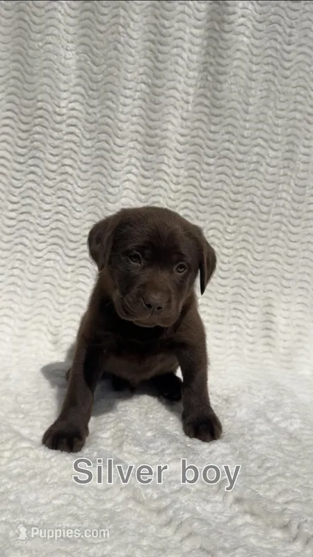 Outlaw – Labrador Retriever puppy for sale in Boaz, AL
