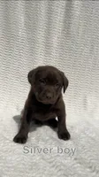 Outlaw, a male Labrador Retriever for sale in Boaz, AL – Photo 1 of 5