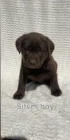 Outlaw, a male Labrador Retriever for sale in Boaz, AL – Photo 3 of 5
