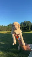 Willow, a female Labrador Retriever for sale in Boaz, AL – 2 of 3