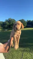 Cedar, a male Labrador Retriever for sale in Boaz, AL – 2 of 4