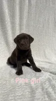 Maple , a female Labrador Retriever for sale in Boaz, AL – Photo 3 of 5
