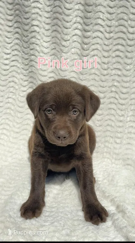 Maple  – Labrador Retriever puppy for sale in Boaz, AL