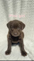 Maple , a female Labrador Retriever for sale in Boaz, AL – Photo 1 of 5