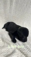 Bandit, a male Labrador Retriever for sale in Boaz, AL – Photo 4 of 8