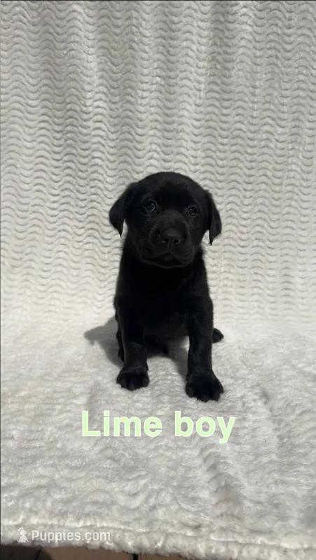 Bandit – Labrador Retriever puppy for sale in Boaz, AL
