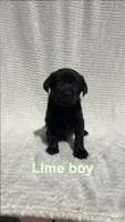 Bandit, a male Labrador Retriever for sale in Boaz, AL – Photo 1 of 8
