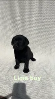 Bandit, a male Labrador Retriever for sale in Boaz, AL – Photo 2 of 8