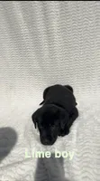 Bandit, a male Labrador Retriever for sale in Boaz, AL – Photo 3 of 8