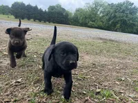 Bandit, a male Labrador Retriever for sale in Boaz, AL – Photo 8 of 8