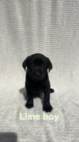 Bandit, a male Labrador Retriever for sale in Boaz, AL – Photo 5 of 8