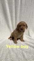Ridge, a male Labrador Retriever for sale in Boaz, AL – Photo 3 of 6