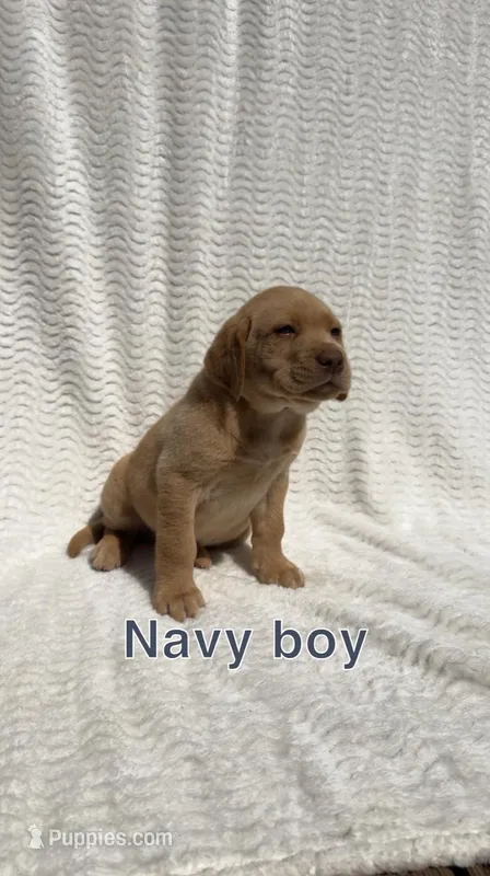 Cedar – Labrador Retriever puppy for sale in Boaz, AL