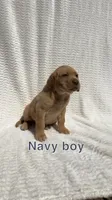 Cedar, a male Labrador Retriever for sale in Boaz, AL – Photo 1 of 6