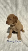 Cedar, a male Labrador Retriever for sale in Boaz, AL – Photo 4 of 6