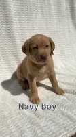 Cedar, a male Labrador Retriever for sale in Boaz, AL – Photo 3 of 6