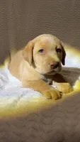 Ridge, a male Labrador Retriever for sale in Boaz, AL – Photo 4 of 6