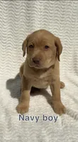 Cedar, a male Labrador Retriever for sale in Boaz, AL – Photo 2 of 6