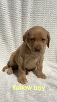 Ridge, a male Labrador Retriever for sale in Boaz, AL – Photo 1 of 6