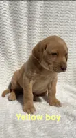 Ridge, a male Labrador Retriever for sale in Boaz, AL – Photo 2 of 6