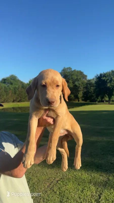 Cedar – Labrador Retriever puppy for sale in Boaz, AL