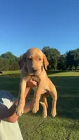 Cedar, a male Labrador Retriever for sale in Boaz, AL – 1 of 4