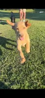 Cedar, a male Labrador Retriever for sale in Boaz, AL – 4 of 4