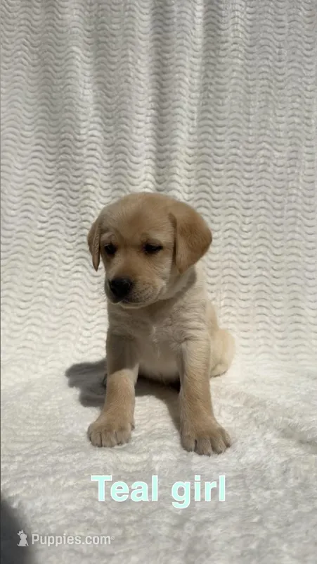 Ember – Labrador Retriever puppy for sale in Boaz, AL