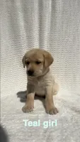 Ember, a female Labrador Retriever for sale in Boaz, AL – Photo 3 of 7