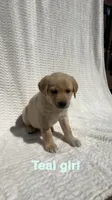 Ember, a female Labrador Retriever for sale in Boaz, AL – Photo 4 of 7