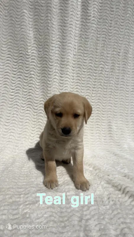 Ember – Labrador Retriever puppy for sale in Boaz, AL