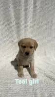 Ember, a female Labrador Retriever for sale in Boaz, AL – Photo 1 of 7