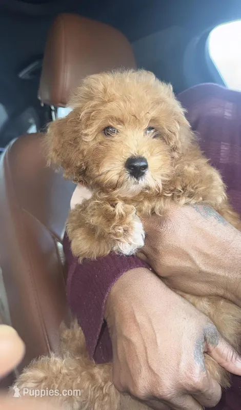 Sadie  – Poodle - Miniature  puppy for sale in Houston, TX