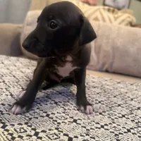 LeBron James- 🐾 Seal colored Italian Greyhound, a male Italian Greyhound for sale in Pueblo, CO – 2 of 6
