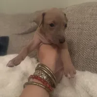 Mr. Beast, a male Italian Greyhound for sale in Pueblo, CO – 2 of 6
