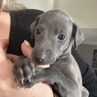 Rapunzel- Italian greyhound female , a female Italian Greyhound for sale in Pueblo, CO – 2 of 5