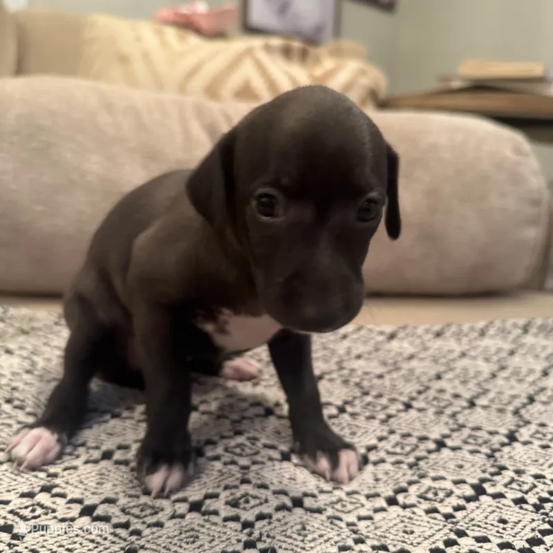 LeBron James- 🐾 Seal colored Italian Greyhound – Italian Greyhound puppy for sale in Pueblo, CO