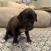 LeBron James- 🐾 Seal colored Italian Greyhound, a male Italian Greyhound for sale in Pueblo, CO – 1 of 6