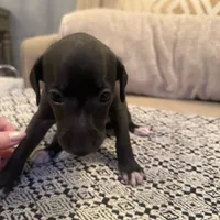 LeBron James- 🐾 Seal colored Italian Greyhound, a male Italian Greyhound for sale in Pueblo, CO – 3 of 6