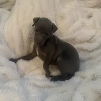 Rapunzel- Italian greyhound female , a female Italian Greyhound for sale in Pueblo, CO – 4 of 5