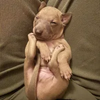 Mr. Beast, a male Italian Greyhound for sale in Pueblo, CO – 4 of 6