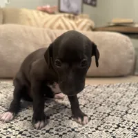 LeBron James- 🐾 Seal colored Italian Greyhound, a male Italian Greyhound for sale in Pueblo, CO – 5 of 6
