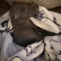 Rapunzel- Italian greyhound female , a female Italian Greyhound for sale in Pueblo, CO – 5 of 5