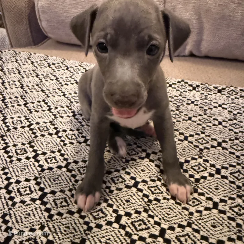 Rapunzel- Italian greyhound female  – Italian Greyhound puppy for sale in Pueblo, CO