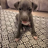 Rapunzel- Italian greyhound female , a female Italian Greyhound for sale in Pueblo, CO – 1 of 5