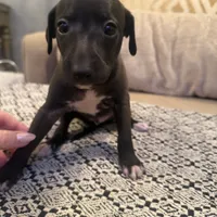 LeBron James- 🐾 Seal colored Italian Greyhound, a male Italian Greyhound for sale in Pueblo, CO – 4 of 6