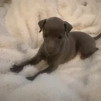 Rapunzel- Italian greyhound female , a female Italian Greyhound for sale in Pueblo, CO – 3 of 5