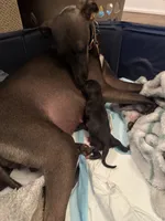 Frankincense, a male Italian Greyhound for sale in Pueblo, CO – Photo 7 of 8